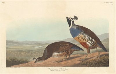 Californian Partridge by John James Audubon